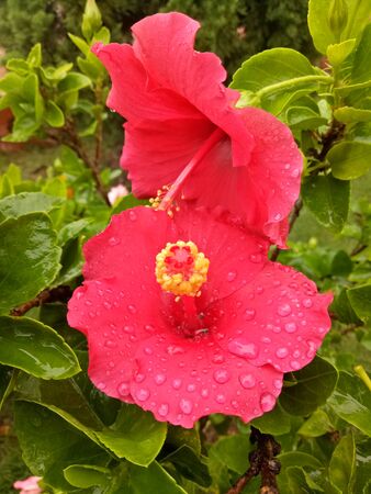 2 hibiscus red flowers in the rainの写真素材