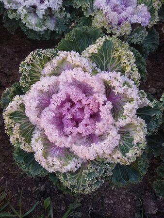 Purple cabbage flowersの写真素材