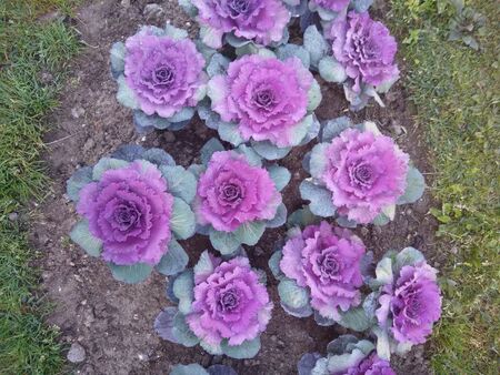 Purple cabbage flowers in the morningの写真素材