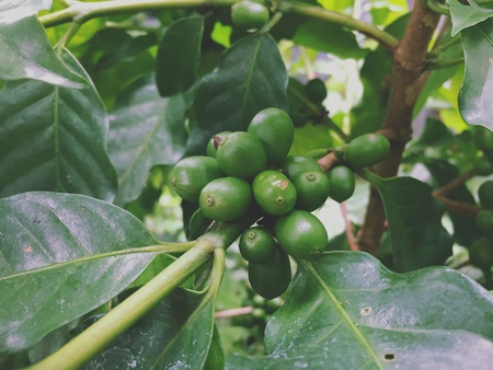 Arabica Coffee beanの素材