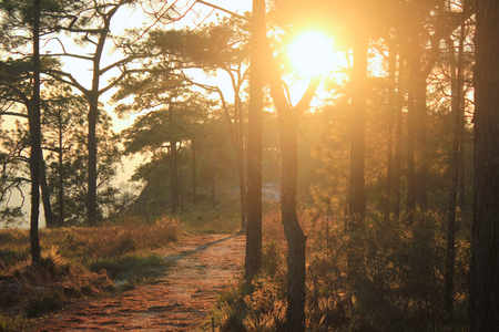 Coniferous forest on a misty autumn morning  in phukradung national park, Thailandの写真素材