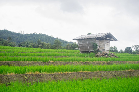 beautiful green rice fields with blue sky, background conceptの写真素材