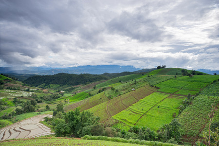 beautiful green rice fields with blue sky, background concept