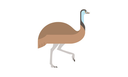 Australian native animal Emu (Dromaius Novaehollandiae), brown large flightless bird walking in side angle view, flat style vector illustration isolated on white backgroundのイラスト素材