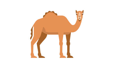 Middle East native animal dromedary camel (Camelus dromedarius) side angle view, flat style vector illustration isolated on white backgroundのイラスト素材