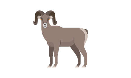 North American native animal Bighorn Sheep ram (Ovis canadensis) side angle view, flat style vector illustration isolated on white backgroundのイラスト素材