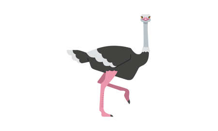 African native animal common ostrich large flightless and long legged fast runner bird flat style vector illustration isolated on white backgroundのイラスト素材