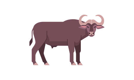 African the big five wild animal cape buffalo bovine family flat style vector illustration isolated on white backgroundのイラスト素材