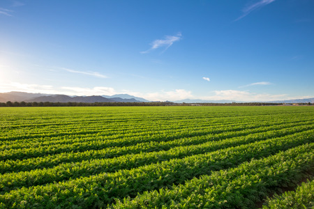Organic Farm Land Crops In California Multiple layers of mountain view and fertile farm land in California. Lots of colors and clear skies.の写真素材