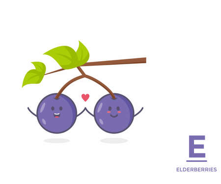 Fruit from A-Z ,E Edition, - elderberries illustration vectorのイラスト素材