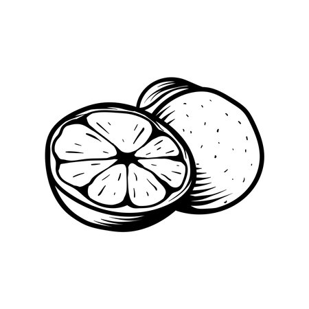 Orange fruit. Black and white vector illustration isolated on white backgroundのイラスト素材