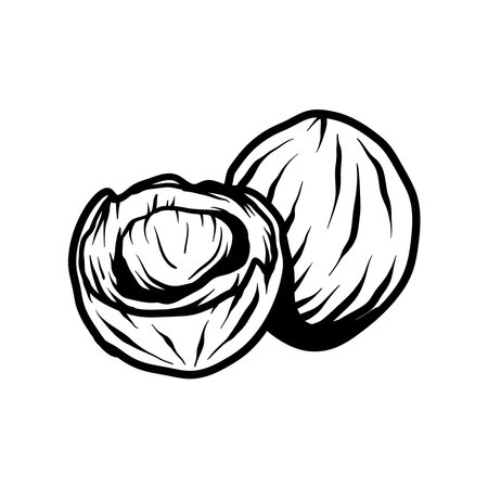 coconut Hand drawn vector illustration in sketch style. Isolated on white background.のイラスト素材