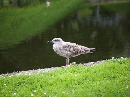 Gull. Ashore city pond in Tallinn