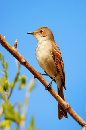A bird is perched on a branch in a blue sky. The bird is brown and whiteの素材
