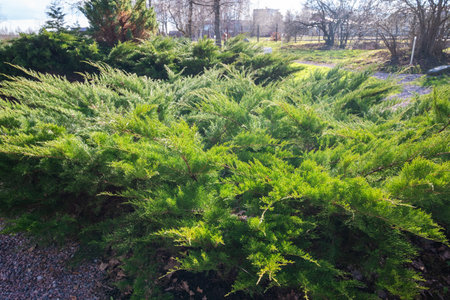 A thriving evergreen shrub bush showing rich autumn colors during the fall season.の写真素材