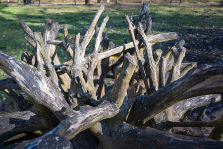 An outdoor installation of wooden branches and tree roots, creatively arranged in a circular fashion...