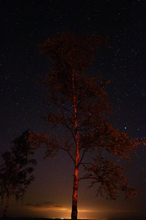 A tree with a glowing trunk is lit up by the moon and stars. The tree is surrounded by other trees