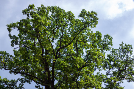 Green leaves of a large tree in the sunの写真素材