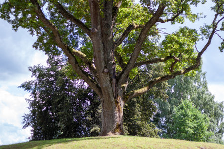 A large tree with green leaves is on a hill. The tree is surrounded by other trees. The sky is blue and there are clouds in the backgroundの写真素材