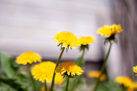 Bright yellow dandelion heads growing in the green grassの写真素材