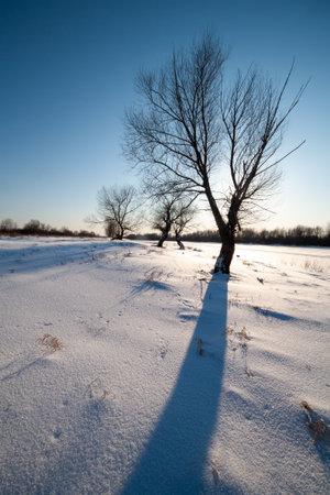 A solitary tree stands stark against a winter landscape. The sun casts long shadows and bathes the scene with its warm light.の写真素材