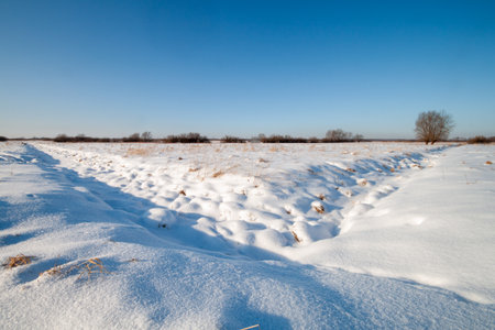 A tranquil snow-covered field with a trail of footprints leading towards a lone tree in the distance.の写真素材