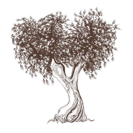 Black and white sketch of an olive tree. Vector graphics of an old tree isolated on a white background.のイラスト素材