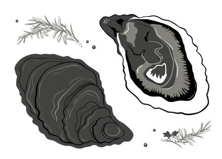 Hand drawn oysters isolated, white background. Vintage oyster shell illustration, great design for any purposes. Gourmet food. Vector icon. Linear sketch for restaurant and cafe menu.のイラスト素材