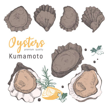 Hand drawn kumamoto oysters on white background. Vintage oyster shell illustration, great design for any purposes. Gourmet food of festival. Vector icon. Linear sketch for restaurant and cafe menu.のイラスト素材