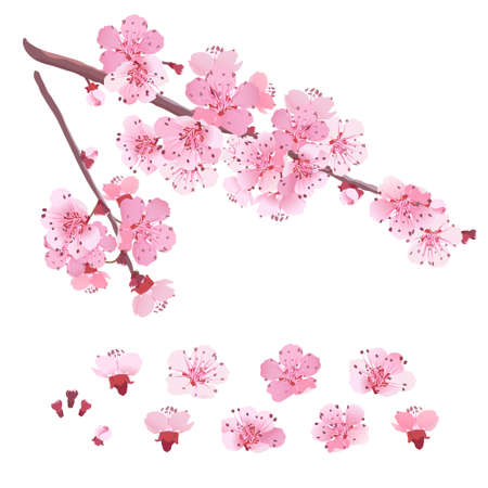 Sakura, great design for any purposes. Vintage illustration. Romantic concept. Retro style. Website template. Fashion print. Love symbol on white background.のイラスト素材