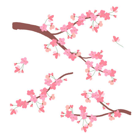 Sakura symbol of spring. Wedding background. Japanese vector illustration in anime style. Cherry blossom branch isolated on a white background. Clipart for invitations.のイラスト素材