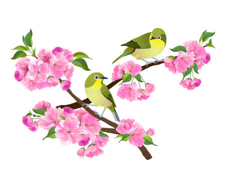 Realistic illustration of Japanese Nightingale and Sakura branch isolated on white background. Vector graphic of birds and pink flower.のイラスト素材