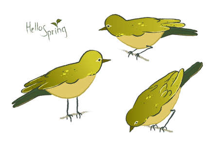 Vector graphics of a Japanese Nightingale isolated on a white background. A set of drawn Uguisu with the inscription Hello spring.のイラスト素材