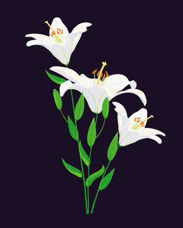 Bouquet of three white lilies for designのイラスト素材