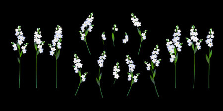 Forget Me Not Flower. White spring flowers for romantic designのイラスト素材