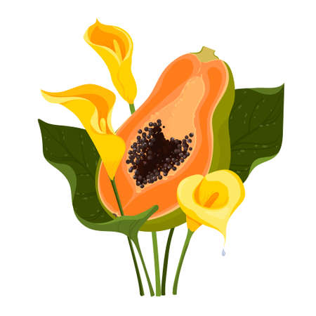 Half of a papaya fruit and three calla lilies with green leaves on a white backgroundのイラスト素材