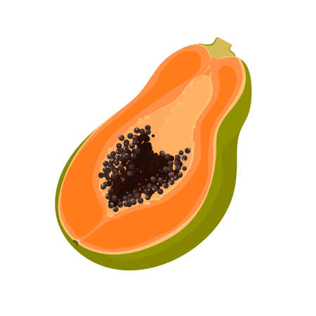 Half cut papaya fruit on white backgroundのイラスト素材
