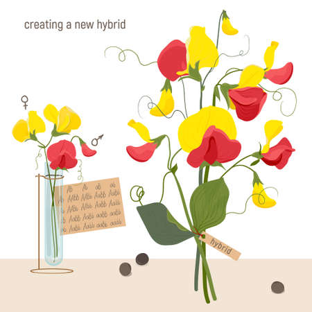 The model of Mendels laws. Crossing sweet peas and obtaining a new species. Vector.のイラスト素材