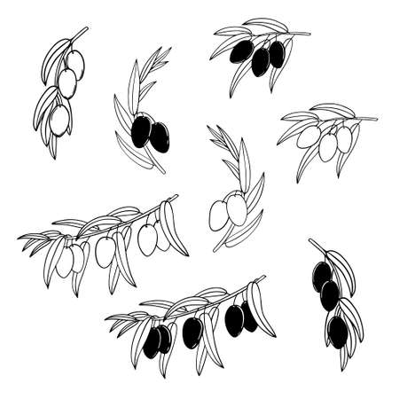 Hand drawn vector olive branchのイラスト素材