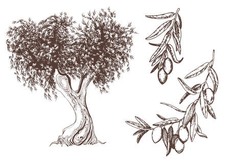Retro set, vector. Olive tree, branchesのイラスト素材