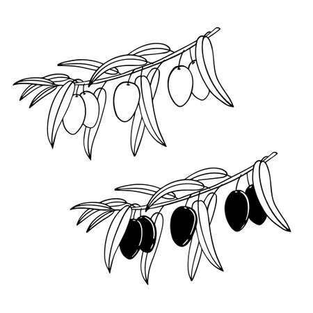 Hand drawn vector olive branchのイラスト素材