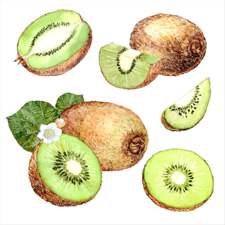 Kiwi fruit hand drawn watercolor illustrationの写真素材