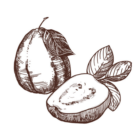 Guava Fruit sketch Vector illustrationのイラスト素材