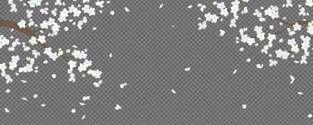 Blooming branches and flying cherry blossom petalsのイラスト素材