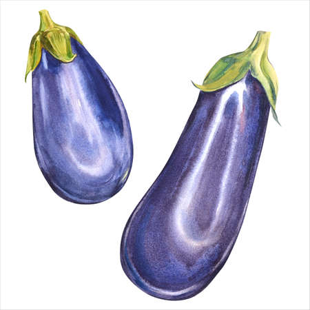 eggplant watercolor vegetable illustration on whiteの写真素材