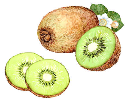 Kiwi fruit hand drawn watercolor illustrationの写真素材
