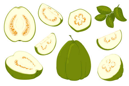 Whole and pises fresh guavaのイラスト素材