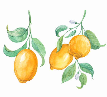 Lemon branches on a white background, watercolorの写真素材