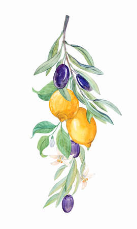 Lemon and olive branches on a white backgroundの写真素材