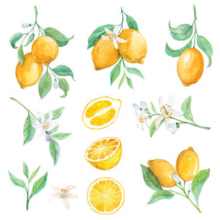 Hand drawn watercolor lemon setの写真素材